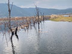 -腾冲北海湿地