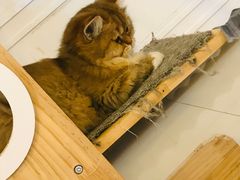 -平行世界·猫咖(首经贸店)