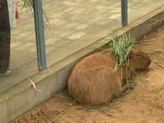 -西霞口神雕山野生动物世界