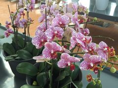 -南通洲际绿博园