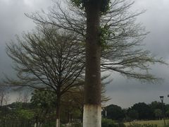 -东莞植物园