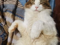 -猫大福·Fortune Cat猫舍(百子湾店)