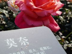 -立新湖公园