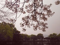 -西湖外事游船(花港观鱼码头)