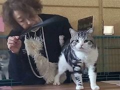 -Bastet sally猫舍购宠(静安店)