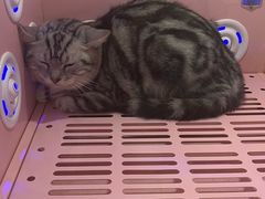 -乐琪宠物医院·犬猫专科·骨外科·急重症