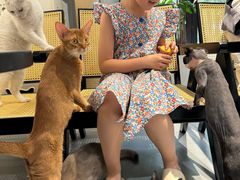 -琪喵猫屋·撸猫猫咖·猫舍