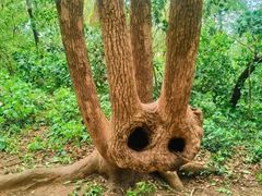 -上海佘山国家森林公园天马山园