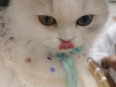 -共舞时光猫咖·狗咖(新街口店)