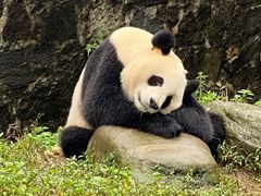 -都江堰中华大熊猫苑