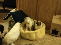 android_upload_pic-猫色咖啡·猫咖