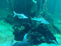 -华夏文旅海洋公园