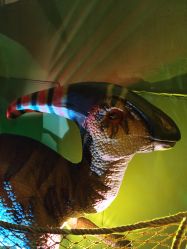 -恐龙探索乐园(磁器口店)