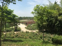 -扬州芍药园(仪征市)