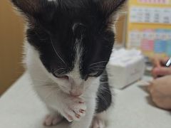 -瑞派康怡24h宠物医院·犬猫医疗中心·微创绝育(瑞景分院)