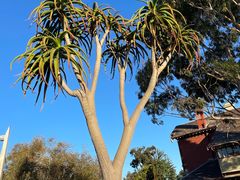 -墨尔本皇家植物园