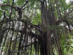 -小洲村