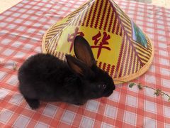 -樂桃源奉贤黄桃种植采摘基地