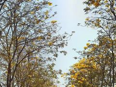 -洲头咀公园