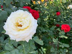 -大兴滨河森林公园