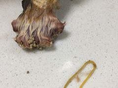 是被勒了皮筋-康乐宝动物医院