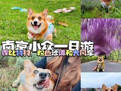 -大塘金香草谷