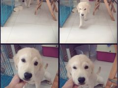 -唐小姐の猫狗洗护·购宠旗舰店(周浦万达店)