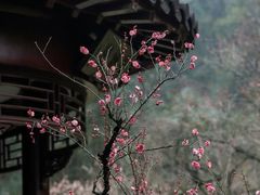 -香雪海