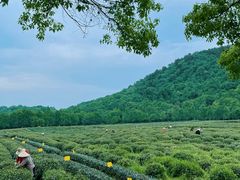 -中国茶叶博物馆(双峰馆区)