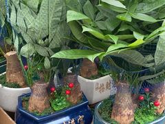 -龙大花卉苗木市场