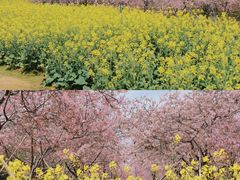 -天适樱花悠乐园