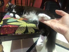 -猫色咖啡·猫咖