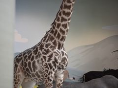 -陕西自然博物馆