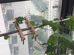 -新湖明珠城