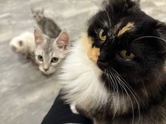-楼上猫咖(罗湖店)
