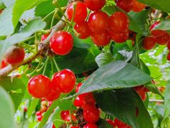 -樱桃山旅游景区