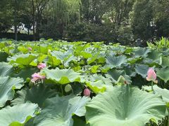 -陈家山荷花公园