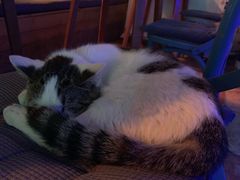 -Sirena海妖日咖夜酒