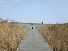 -盐城丹顶鹤湿地生态旅游区
