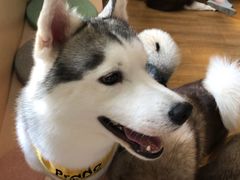 -Husky Go! 哈士奇体验馆·宠物咖啡厅狗咖