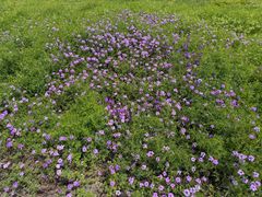 -西京湾花海