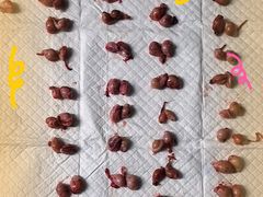 -东莞宠友24H宠物中心医院·转诊夜诊·异宠(新河北路院)