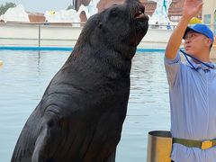 -秦皇岛乐岛海洋王国