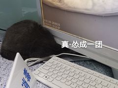 -瑞派申生动物医院·24H夜诊·国际动物医疗中心·骨外科(吴中路店)