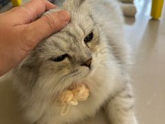 -平行世界·猫咖(首经贸店)