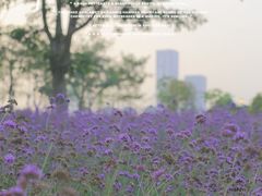 -深圳湾公园(南山区)