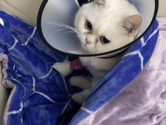 -关爱动物医院·心脏·中兽医·异宠(金牛路分院)