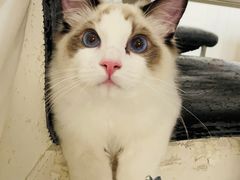-欣宠猫屋·矮脚拿破仑·蓝金金渐层
