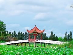 -洪湖生态旅游区