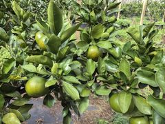 -前小桔亲子创意农场·草莓采摘·露营烧烤